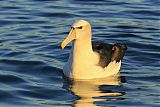 White-capped Albatrossborder=